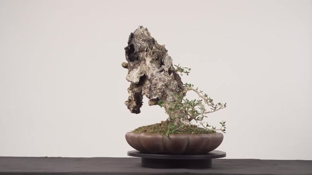 Digital Tokenization of Bonsai | Nifty Trees
